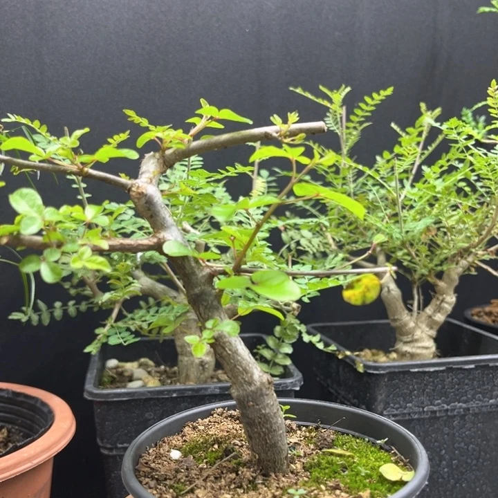 奥比克橄榄一物一拍