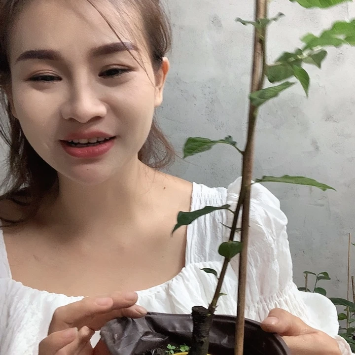 完全开放柿佑卫门45.9