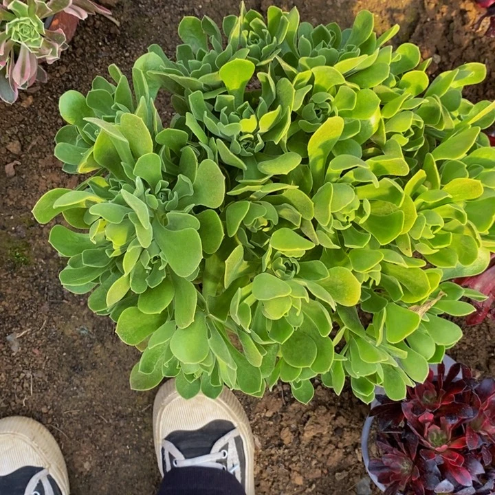 冰融大朵朵1111111