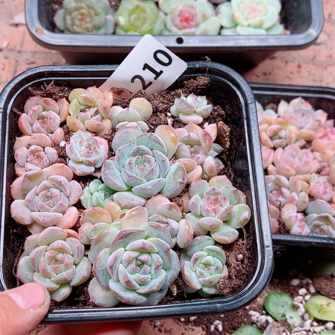 多肉植物多肉植物
