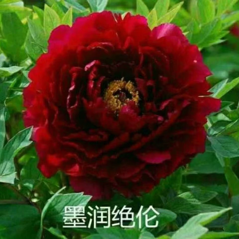 （墨润绝伦）黑色系牡丹大红大紫颜色 先肥料 秋季发苗（介意勿拍）