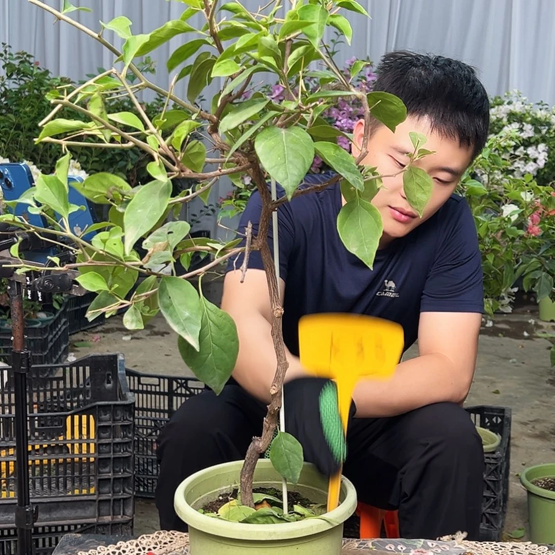 秀****大部分花苞少量开放K33红樱