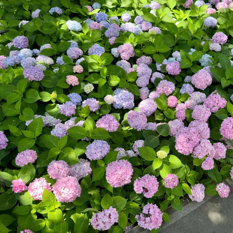 【无尽夏带花苞】精选绣球花盆栽四季开花庭院阳台好养花卉