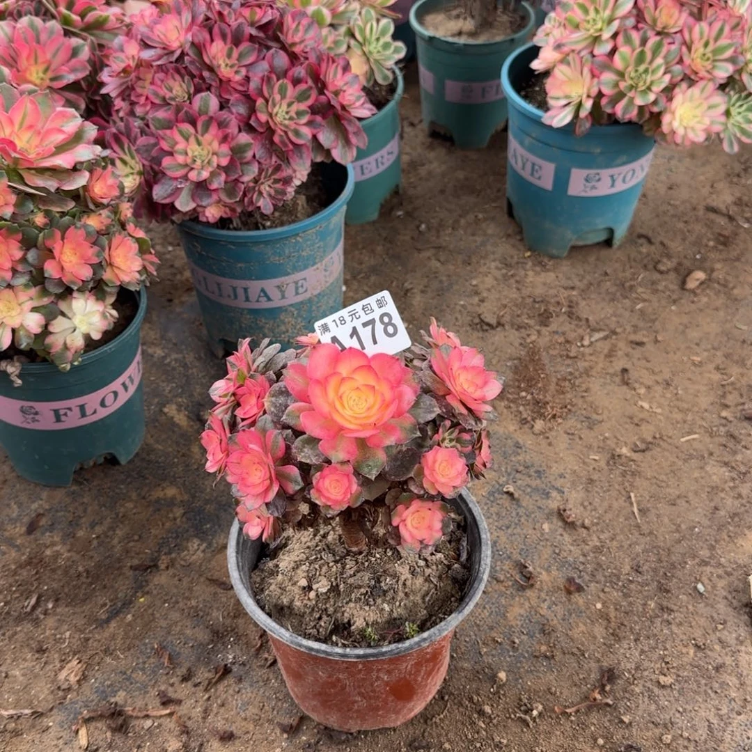 178 号一物一拍多肉荔枝