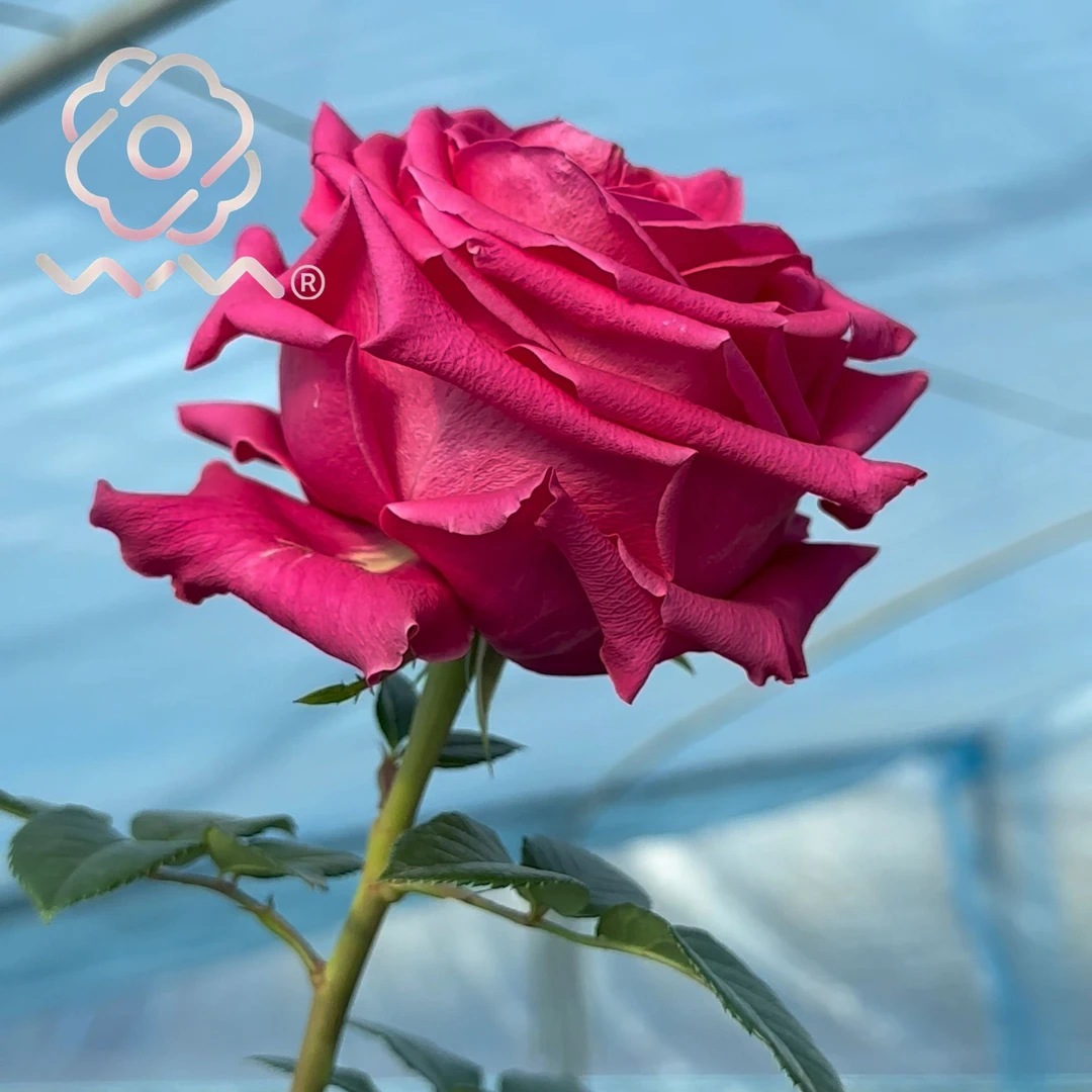 老磨盘【浑身是胆】月季