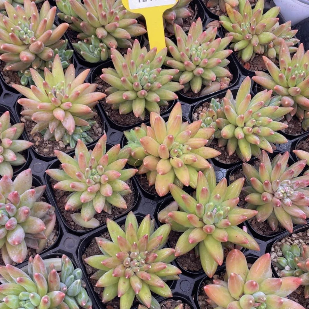 1219号 炫彩乌拉克拉单头起一个