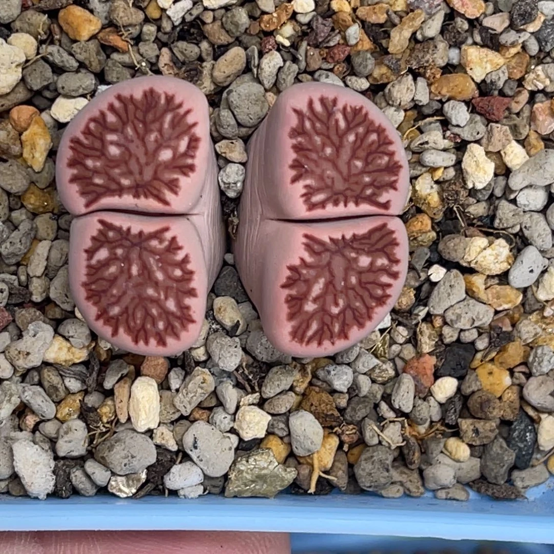 7925双头红窗菊1母本有腿