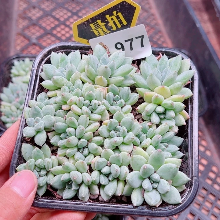 多肉植物多肉植物