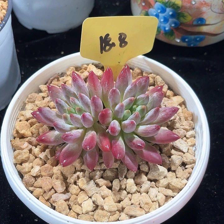 虞美人18号码牌子的