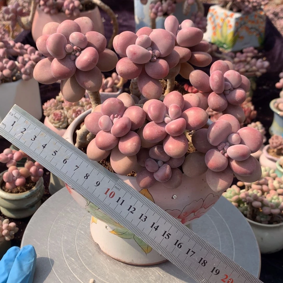 88号不带盆偏远的不包邮的