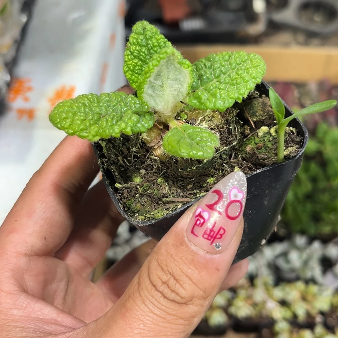 断崖王子单头发货有根发货