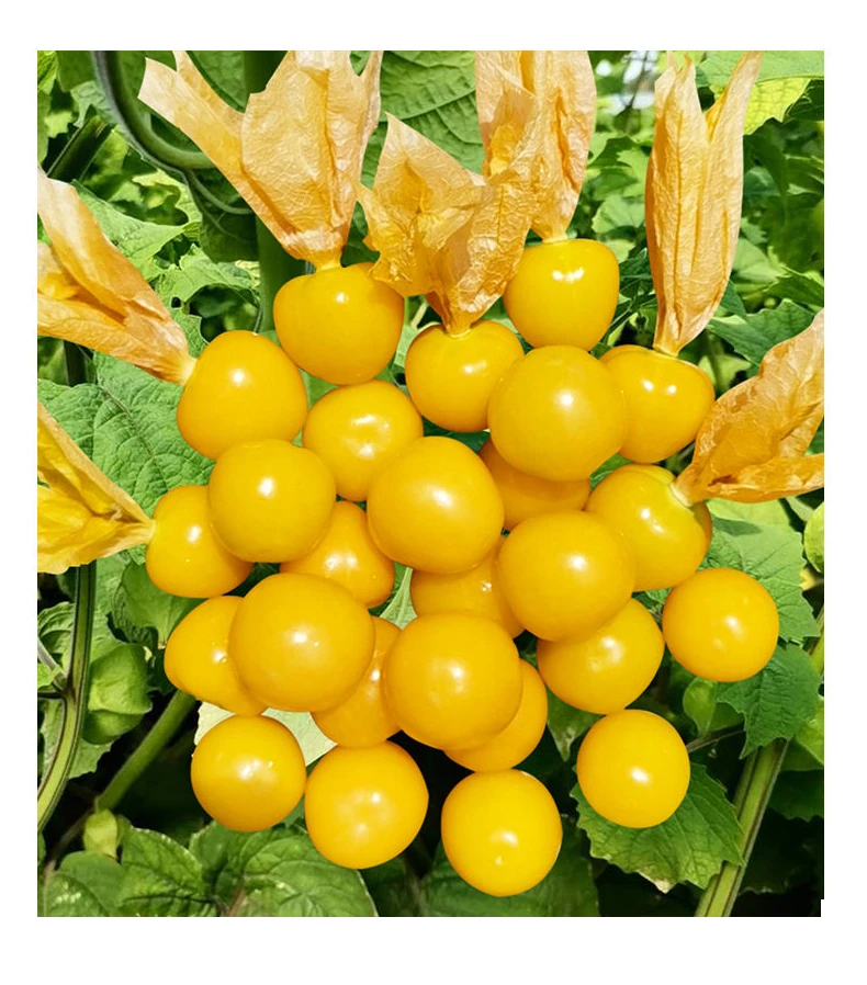 正宗东北姑娘果香甜可口现摘产地直发稀有水果新鲜甜菇娘