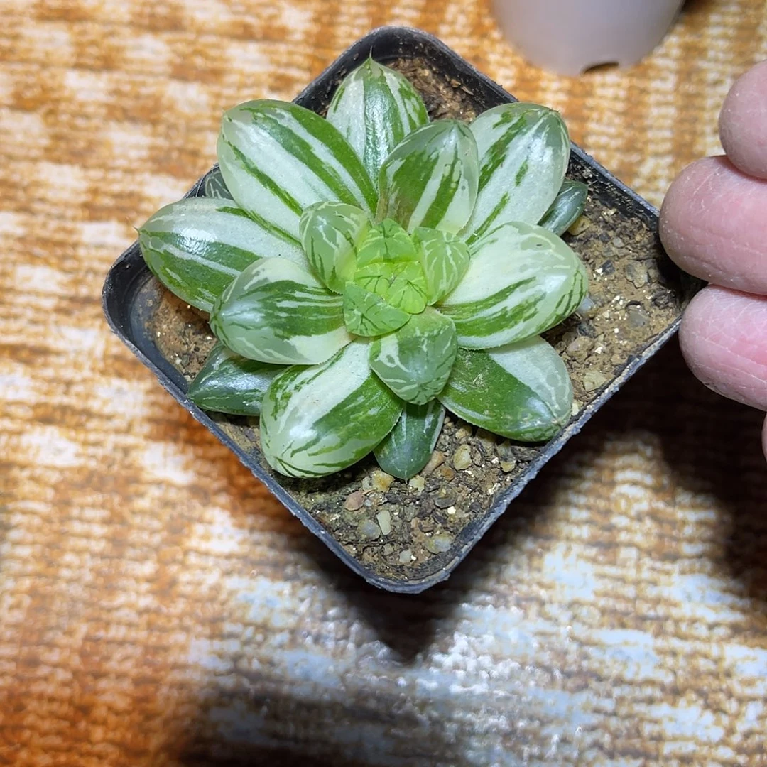 玉露拉丝锦一物一拍