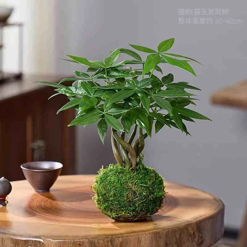 发财树盆栽造型发财树室内桌面客厅绿植四季常青好养招财植物