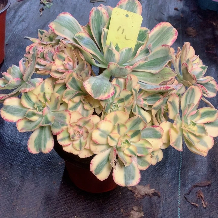 110青花瓷多肉111111