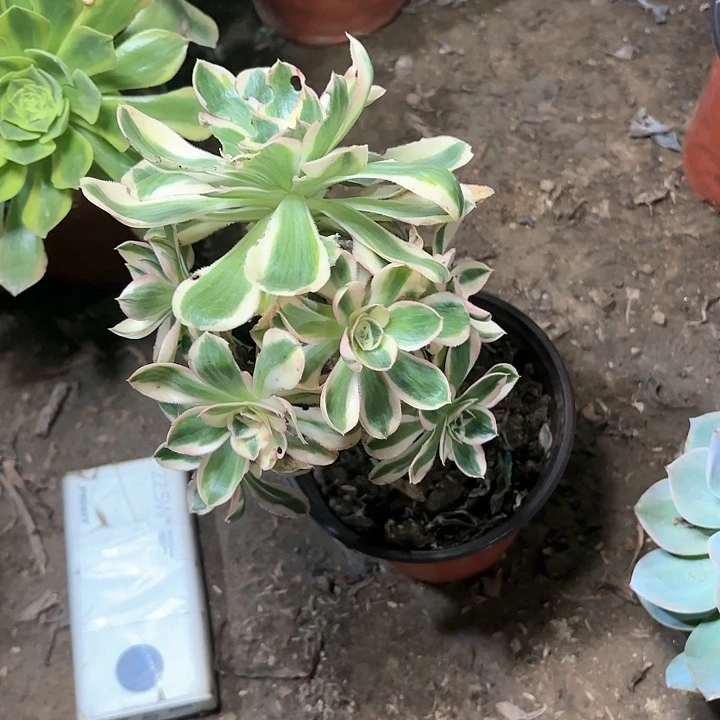 张**子多肉植物艳姿锦35