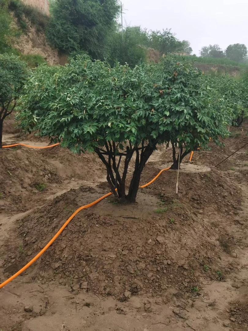 牡丹古树【百年牡丹】观园绿化工程建筑设计都可以