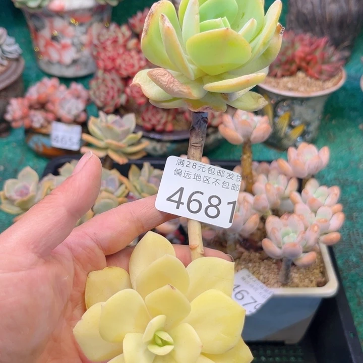 电***、大4681？zbxbxvcvvbbb