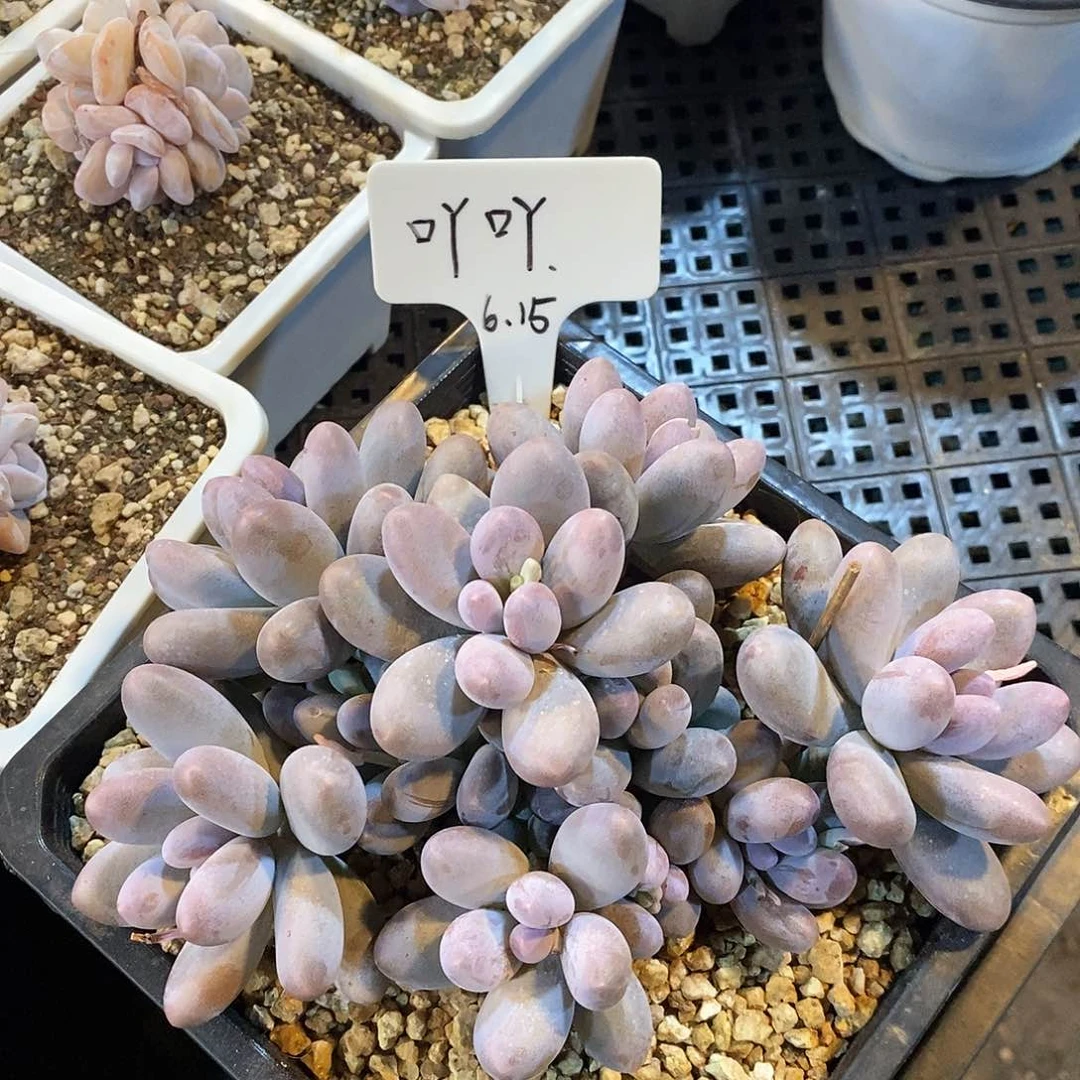 龙*豆丫丫自然群溏心，1234668