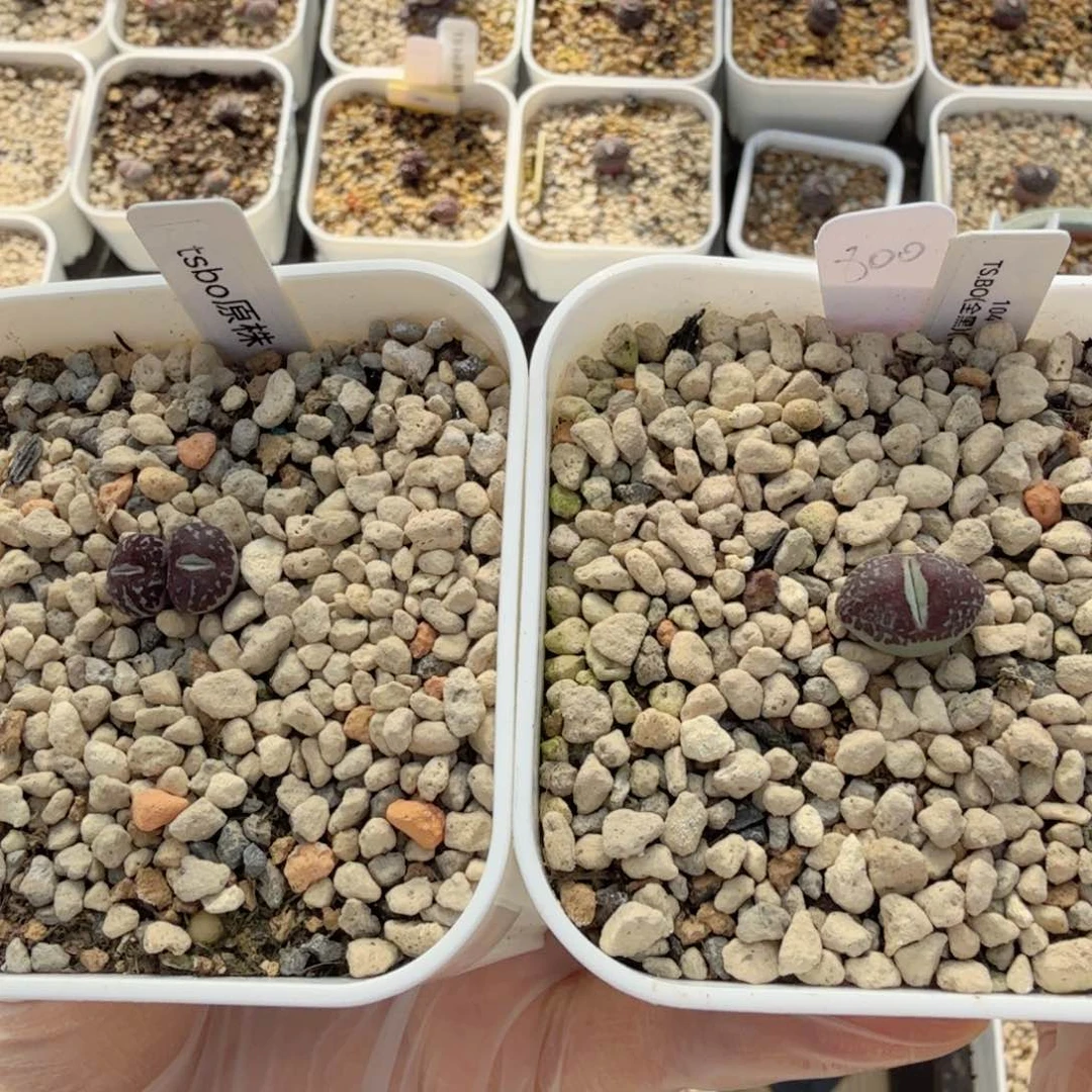 TS原株BO 和104 12-29-L2 专拍