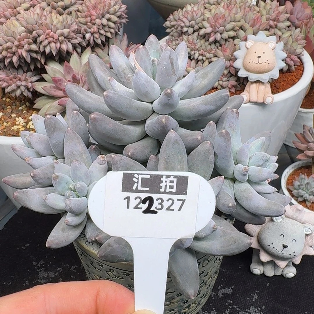 精品多肉植物122327
