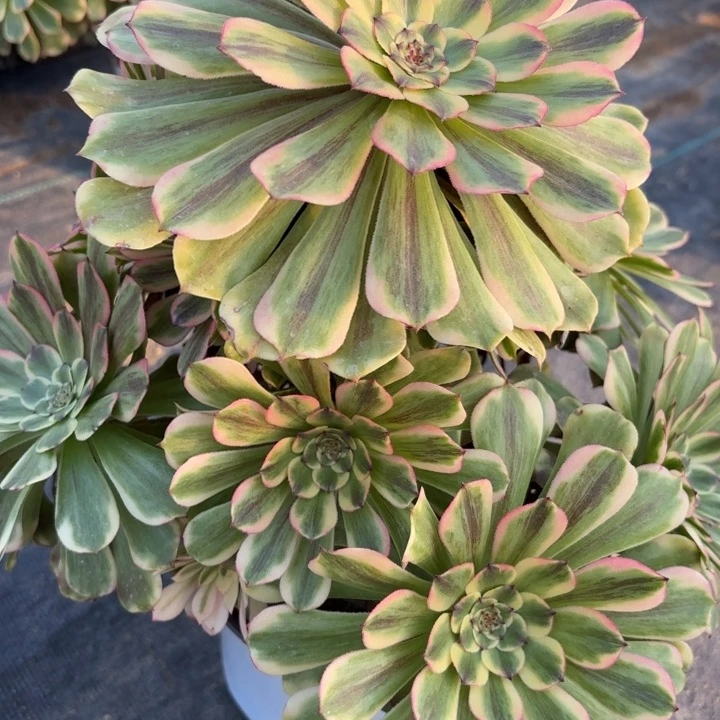 沙皇多肉断枝不包7