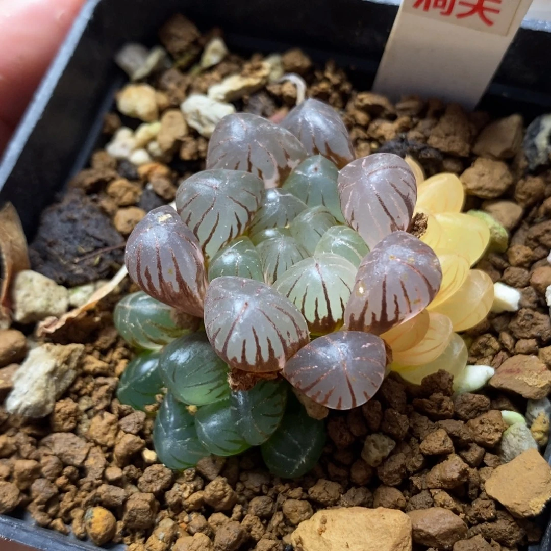 ❸***泰451姬玉露锦一物一拍