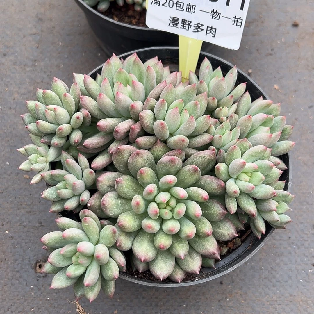 1102011 岩字美人群生无砍