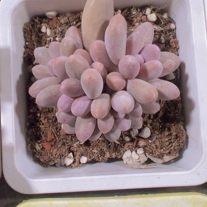 汤圆精品多肉植物
