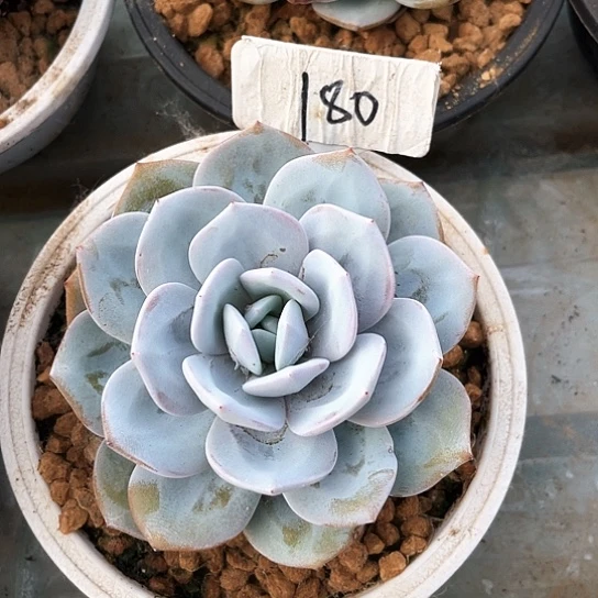 奶茶180号码牌子的话题了