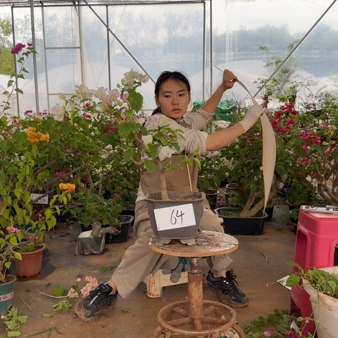 大部分花苞少量开放口红 64