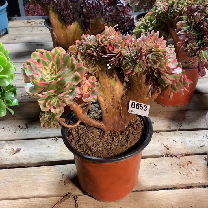 653倾城缀多肉法师