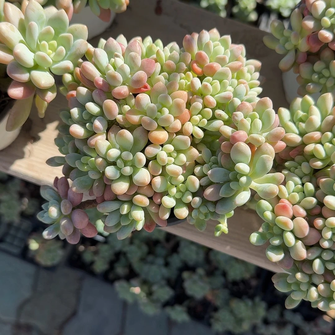 鱼子酱多肉植物精品