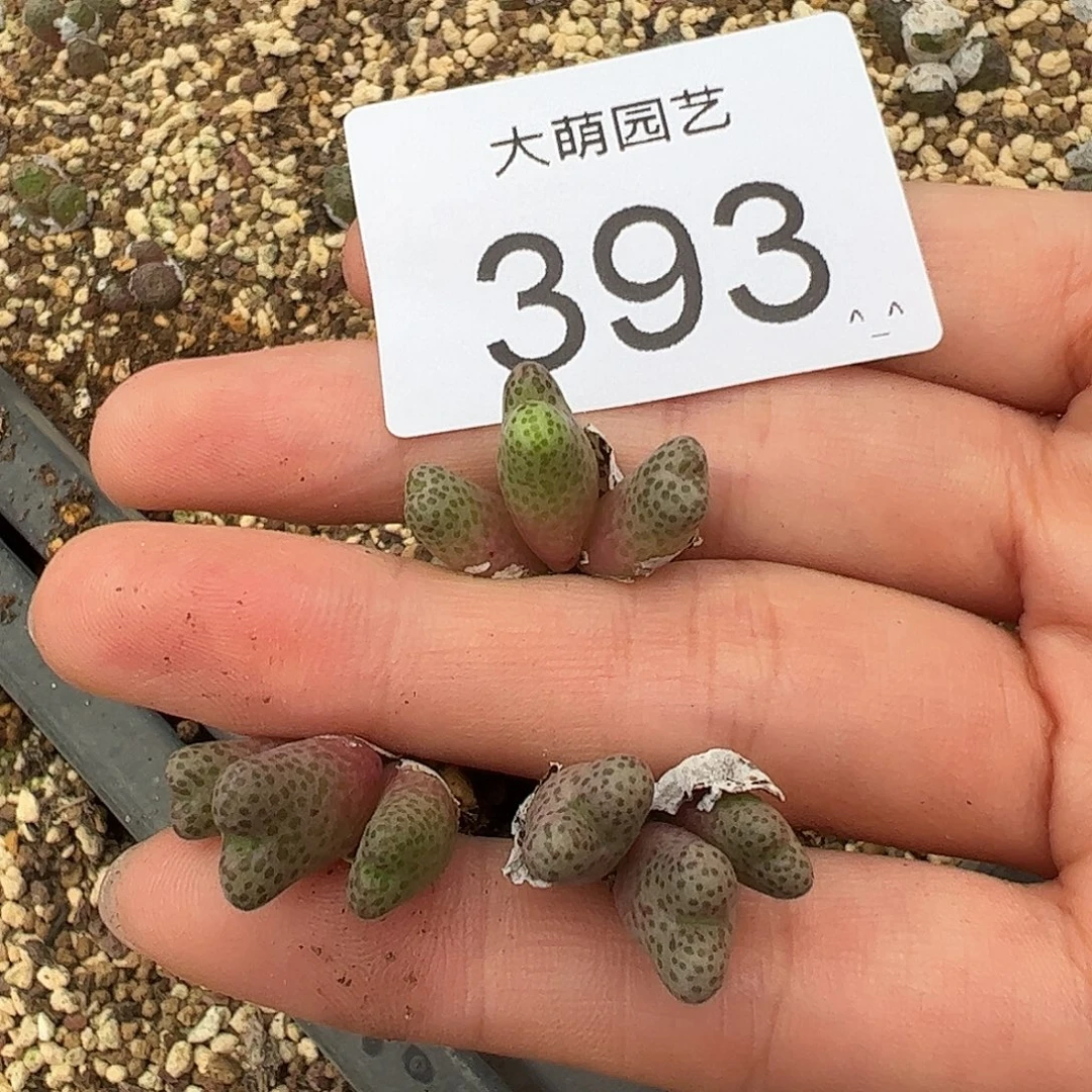 量拍以下1颗园艺955D大型斑马，393