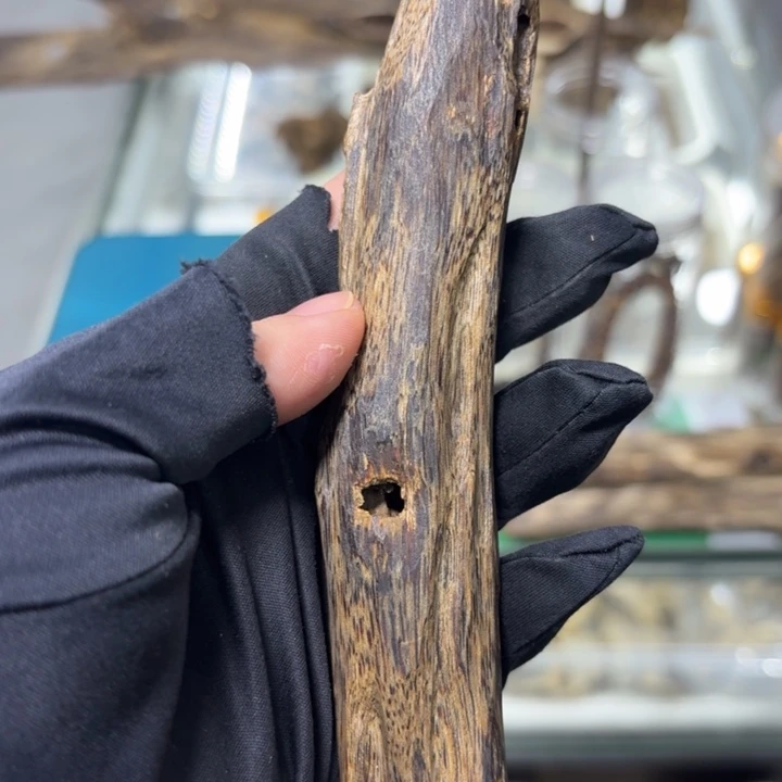 木蓝宝石虫漏发一份