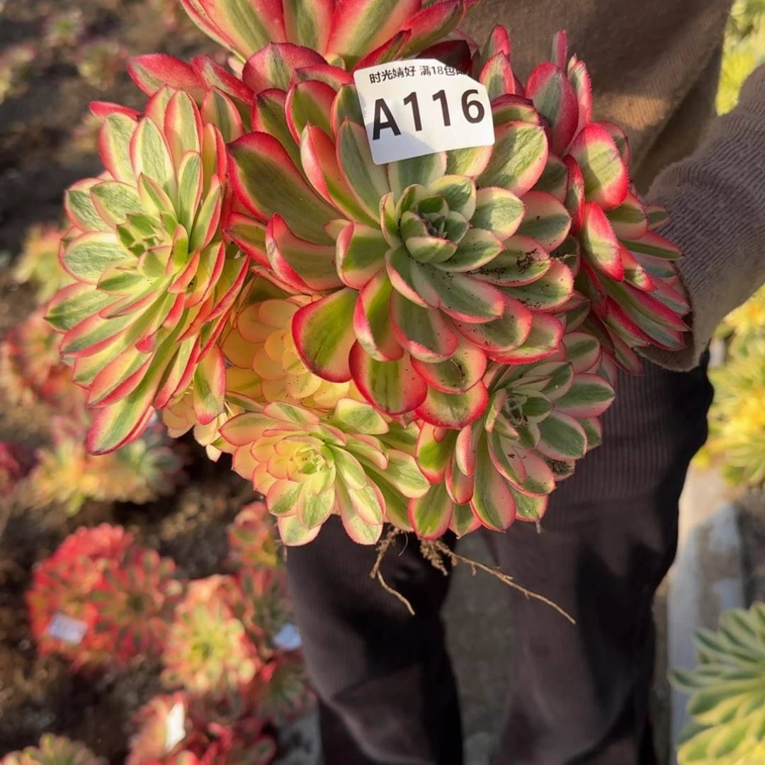 116荔枝。多肉植物