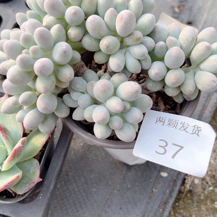 青***绿多肉植物多肉植物37