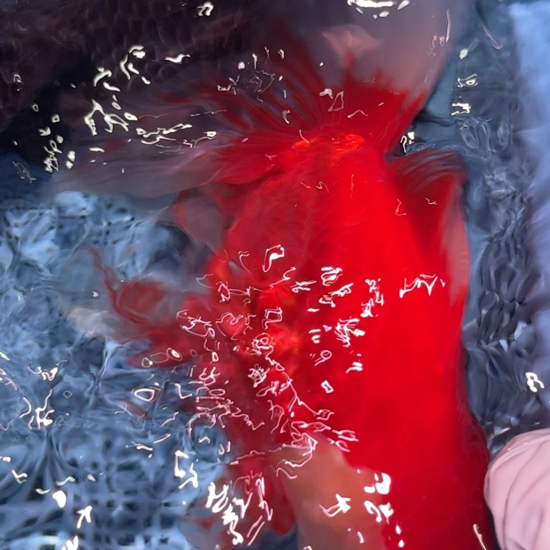 狮头鱼直播间一物一拍