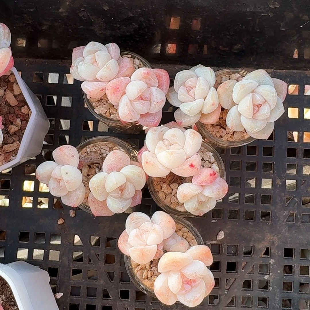 多肉双头5颗一组带盆