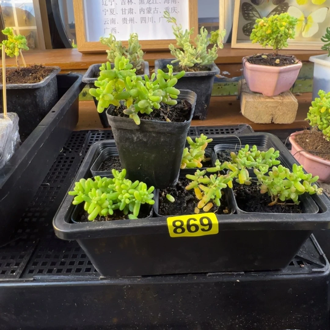 枝干番杏多肉植物869