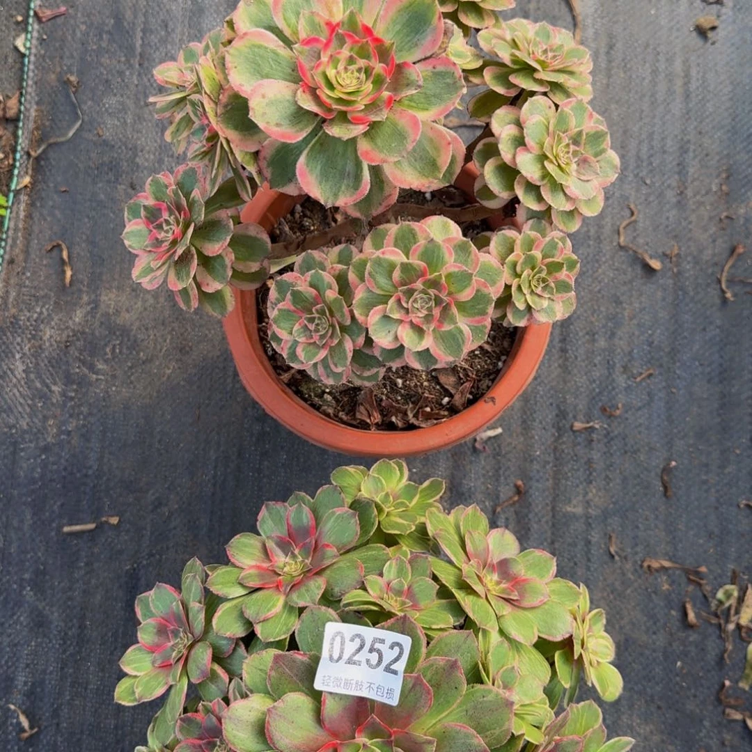 252莲花座 云荷两颗