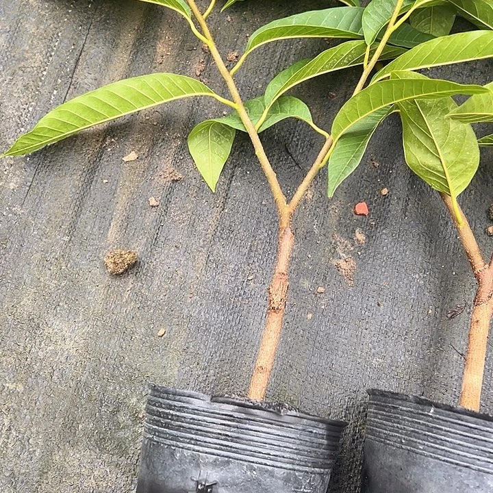 理***的天使249737947057966