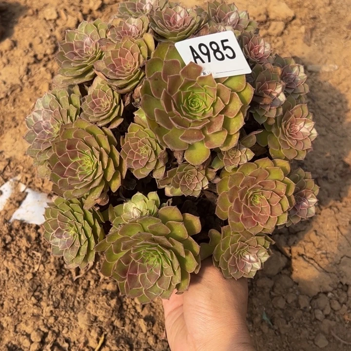红魔多肉植物985.