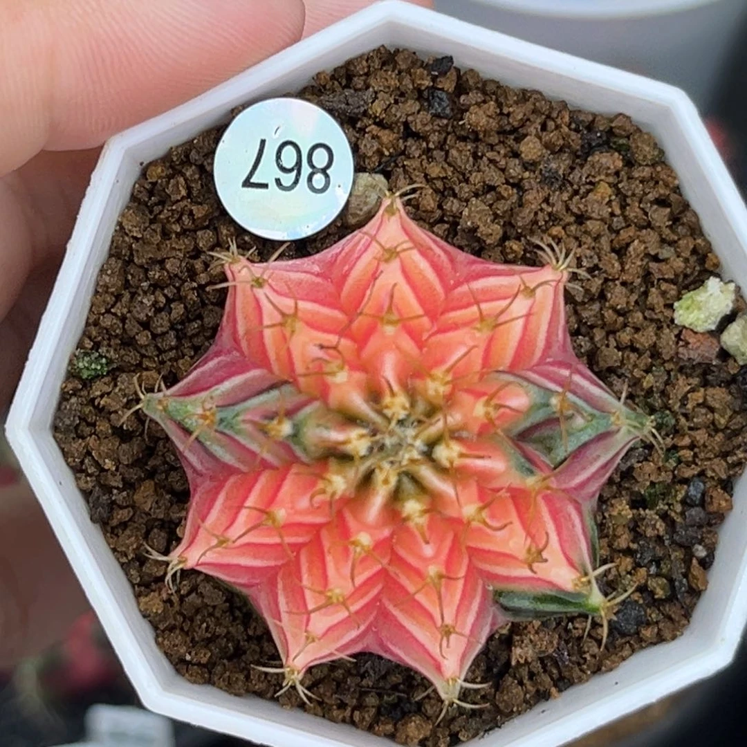 867     带盆土发货
