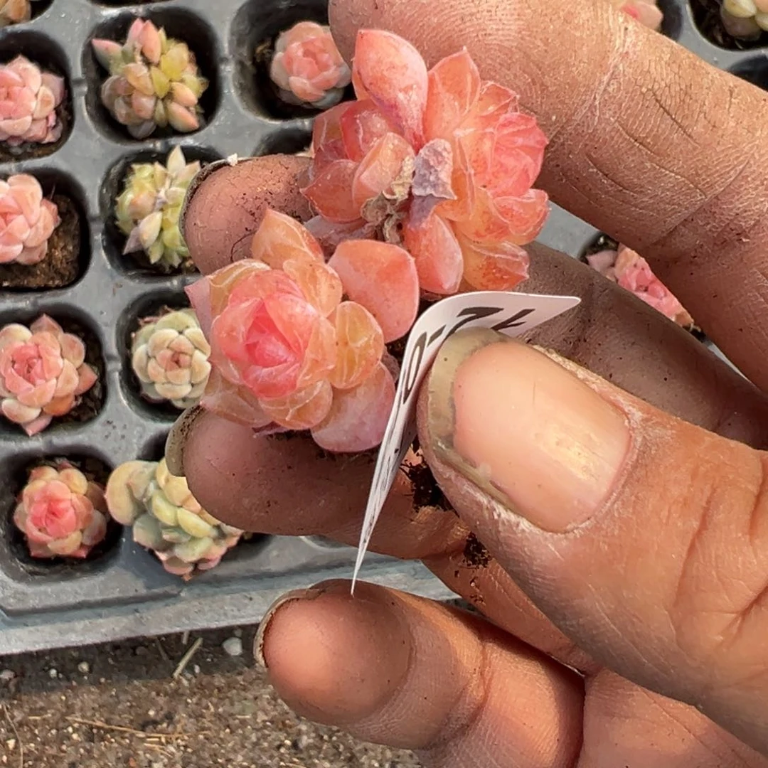 比***卜小卡拉米糖心一物一拍12-94