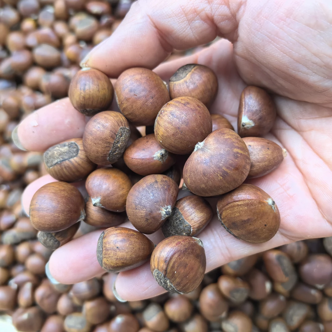 【永新现炒毛粟】今年新货上市休闲小零食