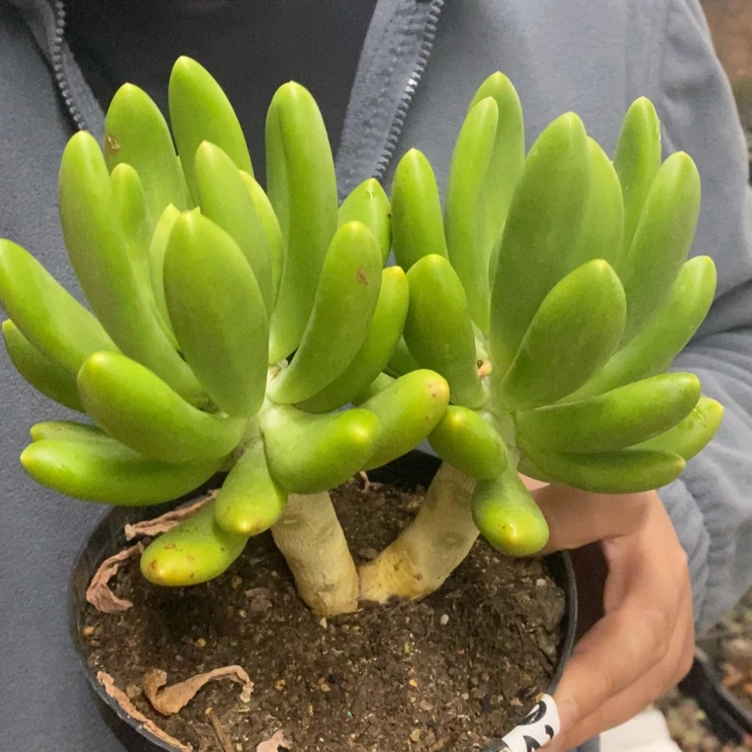 金蝉大双头起发老桩