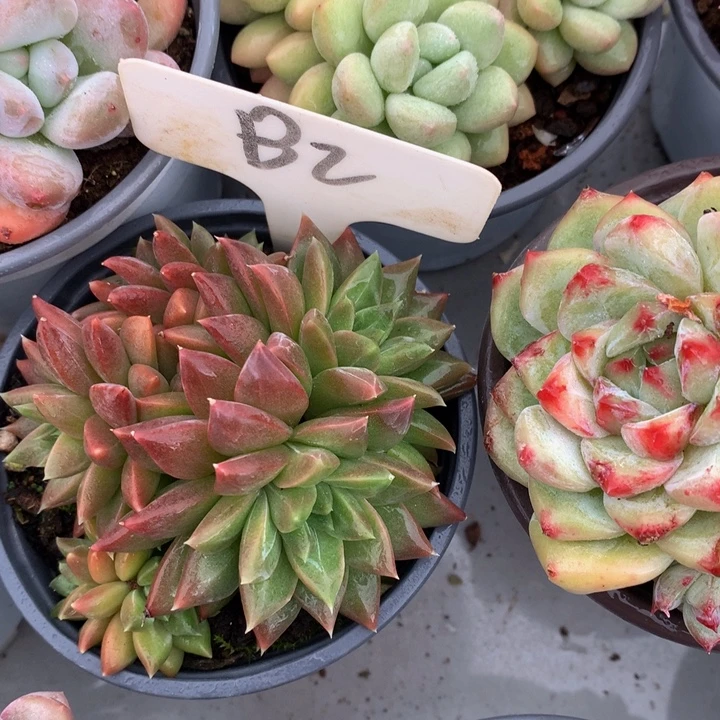 读肉哦哦子合集72727272773