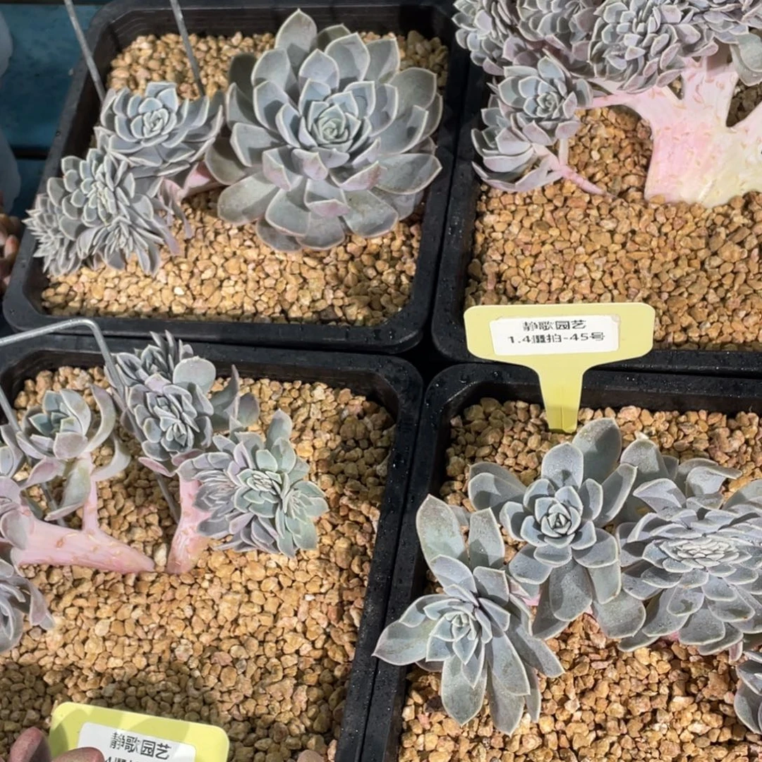 0104-45-汉堡缀化一颗小树