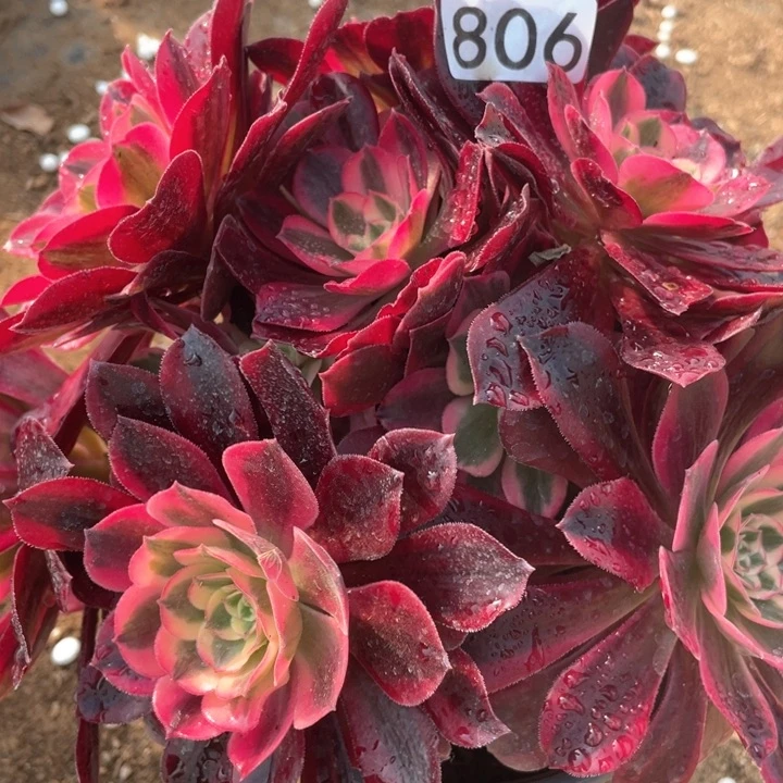 806多肉植物美杜莎